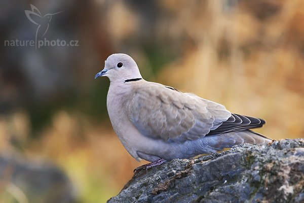 Hrdlička zahradní (Streptopelia decaocto), Hrdlička zahradní (Streptopelia decaocto), Autor: Ondřej Prosický | NaturePhoto.cz, Model: Canon EOS-1D Mark III, Objektiv: Canon EF 400mm f/5.6 L USM, Ohnisková vzdálenost (EQ35mm): 520 mm, stativ Gitzo 1227 LVL, Clona: 5.6, Doba expozice: 1/400 s, ISO: 320, Kompenzace expozice: -1/3, Blesk: Ano, Vytvořeno: 26. ledna 2008 10:48:53, Praha - Troja (Česko)